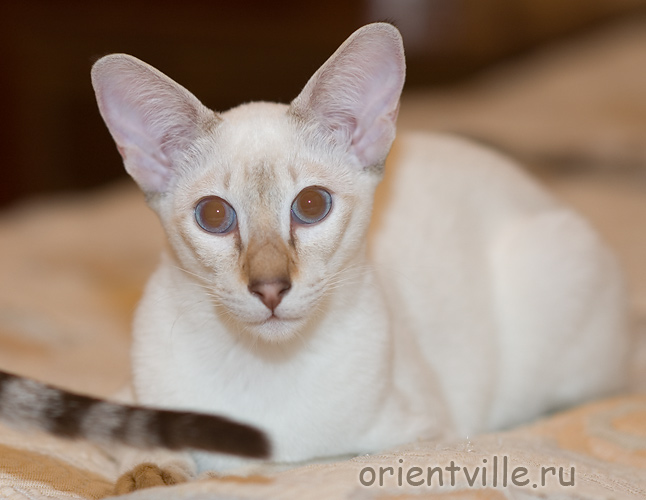 Orientville's Cap. Jack Sparrow