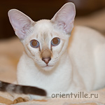 Orientville's Cap. Jack Sparrow