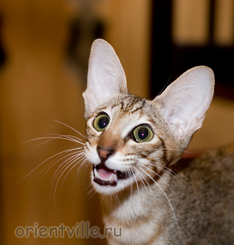 Дульси улыбается