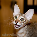 Дульси улыбается