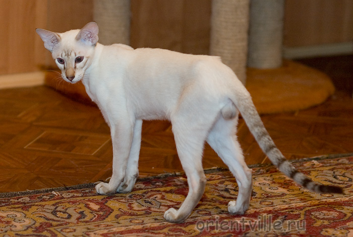 Orientville's Cap. Barbossa