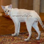 Orientville's Cap. Barbossa