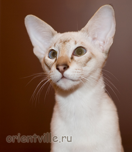 Orientville's Cap. Barbossa