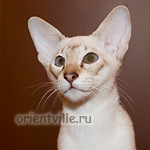 Orientville's Cap. Barbossa