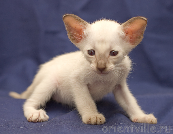 Orientville's Asterix