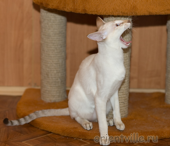 Воробей зевает