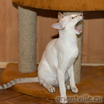 Воробей зевает