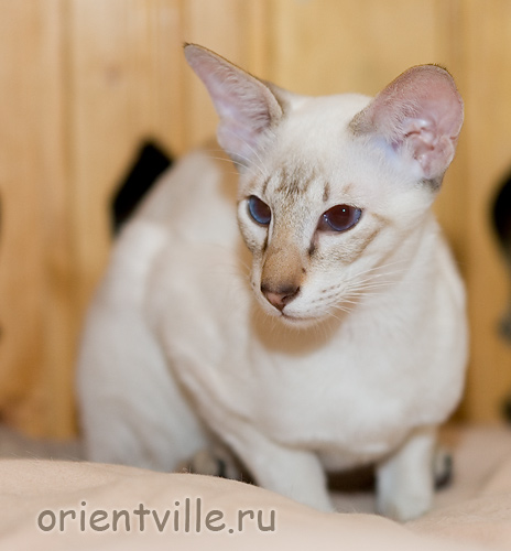 Orientville's Cap. Barbossa