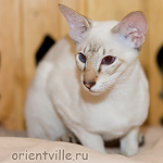 Orientville's Cap. Barbossa