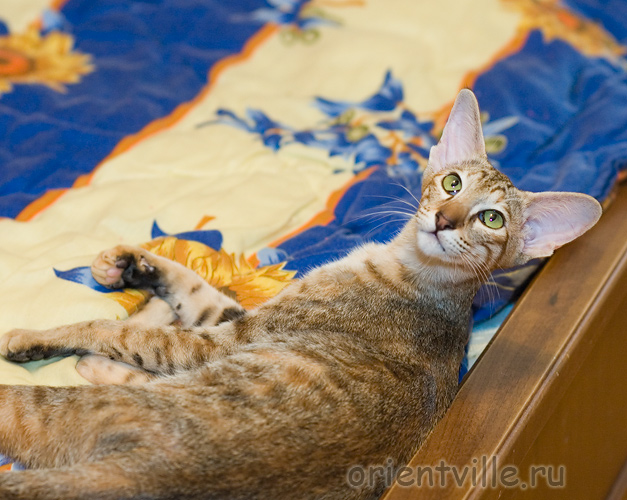 Orientville's Diva Plavalaguna