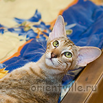 Orientville's Diva Plavalaguna