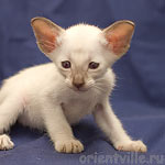 Orientville's Asterix