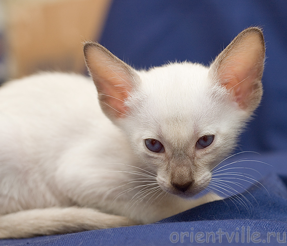 Orientville's Accoona_Matata