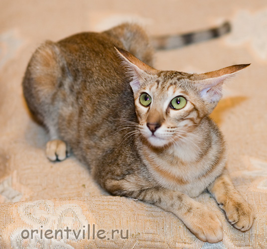 Orientville's Diva Plavalaguna