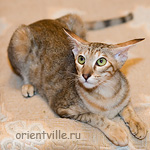 Orientville's Diva Plavalaguna