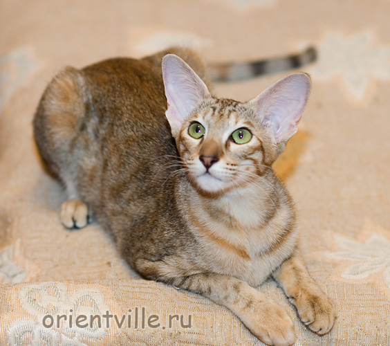 Orientville's Diva Plavalaguna