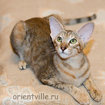 Orientville's Diva Plavalaguna