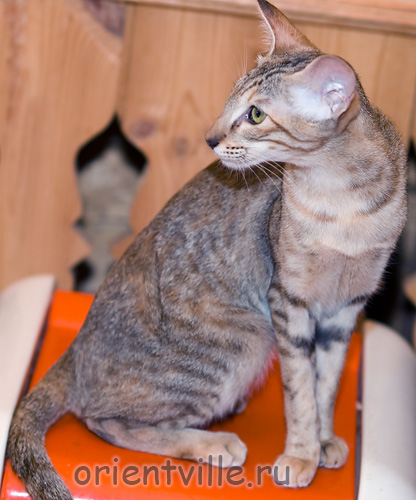 Orientville's Diva Plavalaguna