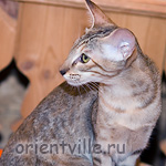 Orientville's Diva Plavalaguna