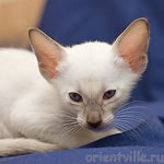 Orientville's Accoona_Matata