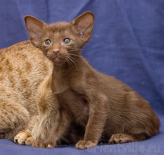 Orientville's Aurora