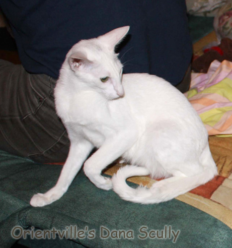 Риша (Dana Scully)