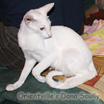 Риша (Dana Scully)