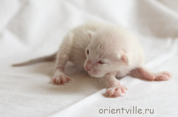 Orientville's Frodo Baggins