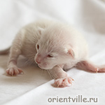 Сиамский котенок