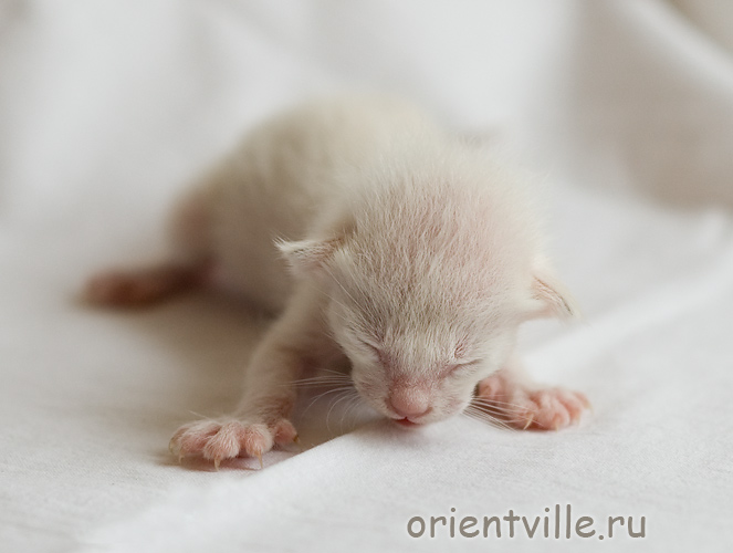 Orientville's Frodo Baggins