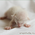 Orientville's Frodo Baggins