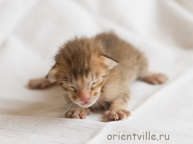 Orientville's Figaro