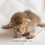 Ориентальный котенок