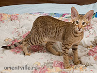 Zima Sueno de Pantera. 4 month