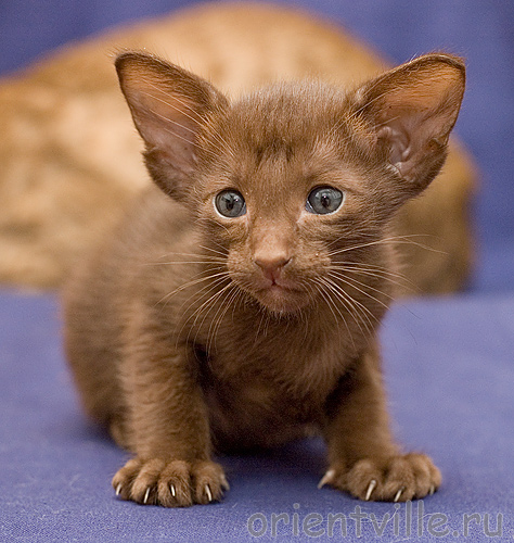 Orientville's Aurora