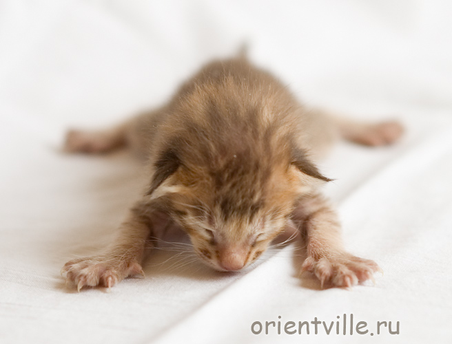 Orientville's Figaro