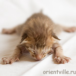 Orientville's Figaro