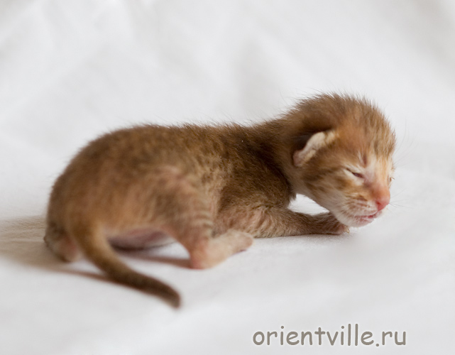 Orientville's Fiona Princess