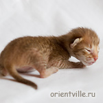 Ориентальный котенок