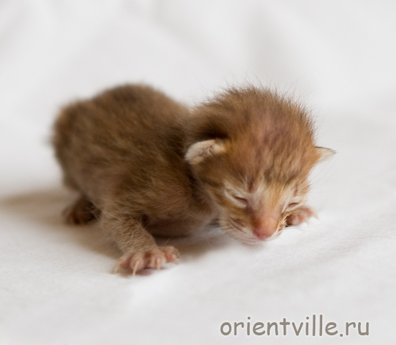 Orientville's Fiona Princess