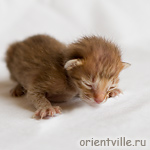 Orientville's Fiona Princess