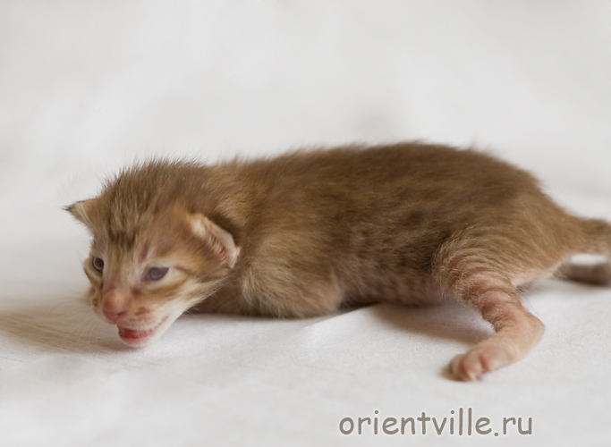 Orientville's Fleur de Lys