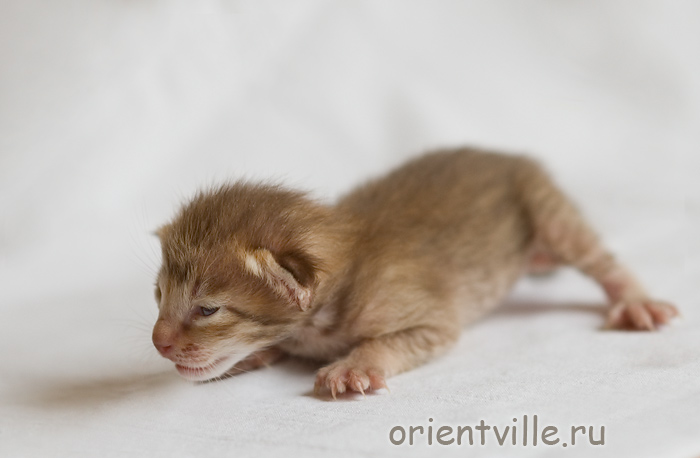 Orientville's Fleur de Lys