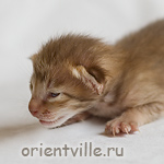 Orientville's Fleur de Lys