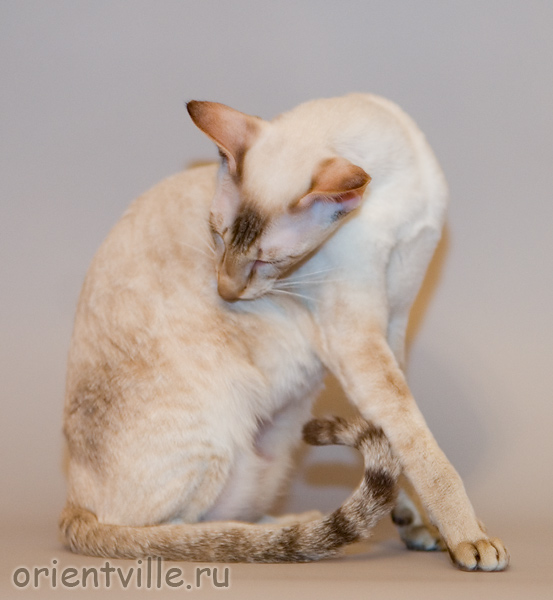 Кеша после купания