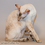 Кеша после купания