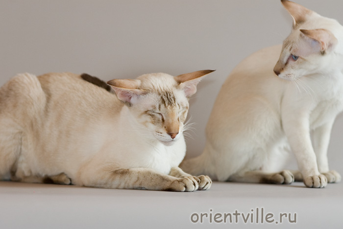 Воробей c папой