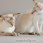 Воробей c папой