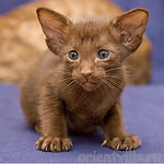 Ориентальная кошка