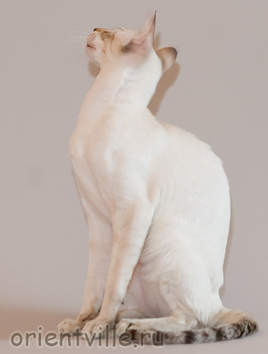 Orientville's Cap. Barbossa